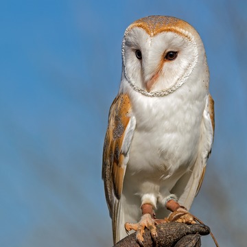 Forest Barns Falconry